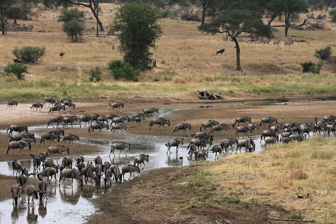 Classic 4-Day Tanzania Safari: Tarangire, Serengeti & Ngorongoro - Day 4 Ngorongoro Crater: Soda Lake Flamingos and Big Five Game Viewing