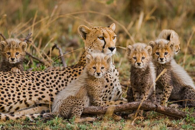 Classic 4-Day Tanzania Safari: Tarangire, Serengeti & Ngorongoro - What I Like About Vision Safaris: Guides, Vehicle Comfort, and Food