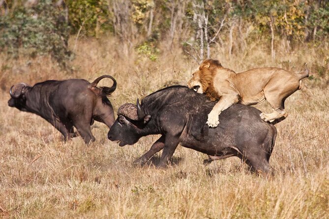 Classic 4-Day Tanzania Safari: Tarangire, Serengeti & Ngorongoro - Price and Logistics: What $1,650 Buys You (and What It Does Not)