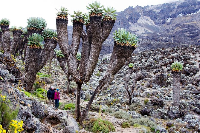 Climb Mount Kilimanjaro: 7 Days Machame Route - Kilimanjaro on the Machame Route, what this 7-day plan really means