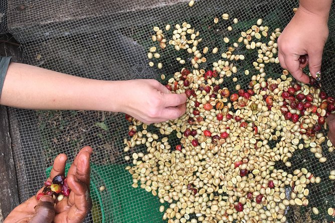 Coffee tour and Buffet Lunch with Kingstone Asilia (Arusha) - Traditional medicinal plants, plus the local stories behind them