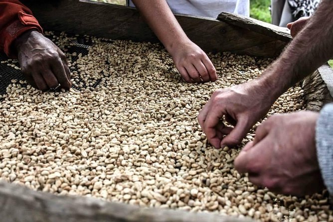 Coffee walk day trip - Reaching the Organic and Fairtrade Farm, What You’ll Learn on the Ground