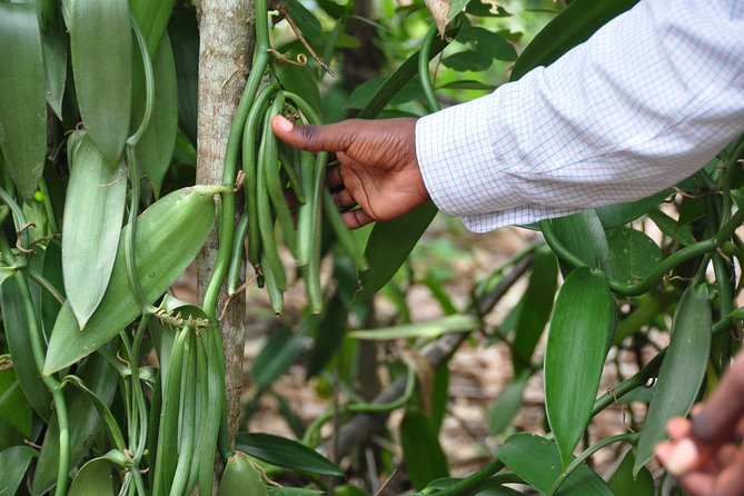 Come and taste the Zanzibar feelings - Why This Private Zanzibar Trip Feels Personal (Not Just Another Stop)