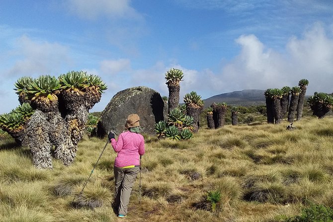 Conquer Kilimanjaro: 5-Day Marangu Route Adventure - Price and value: where this climb feels fair, and where it is still a splurge