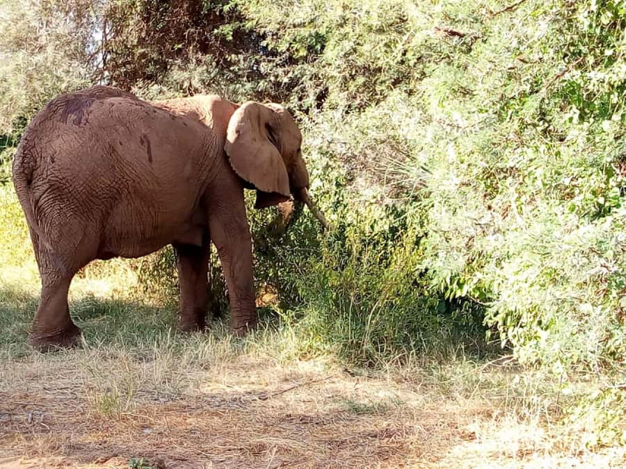 Dar el Salam: Full-Day Mikumi National Park Tour - Why Mikumi National Park is a smart Tanzania safari choice