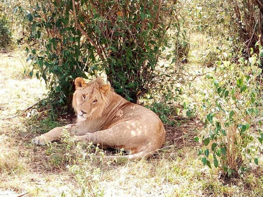Dar el Salam: Full-Day Mikumi National Park Tour - Inside the reserve: how the safari experience actually works