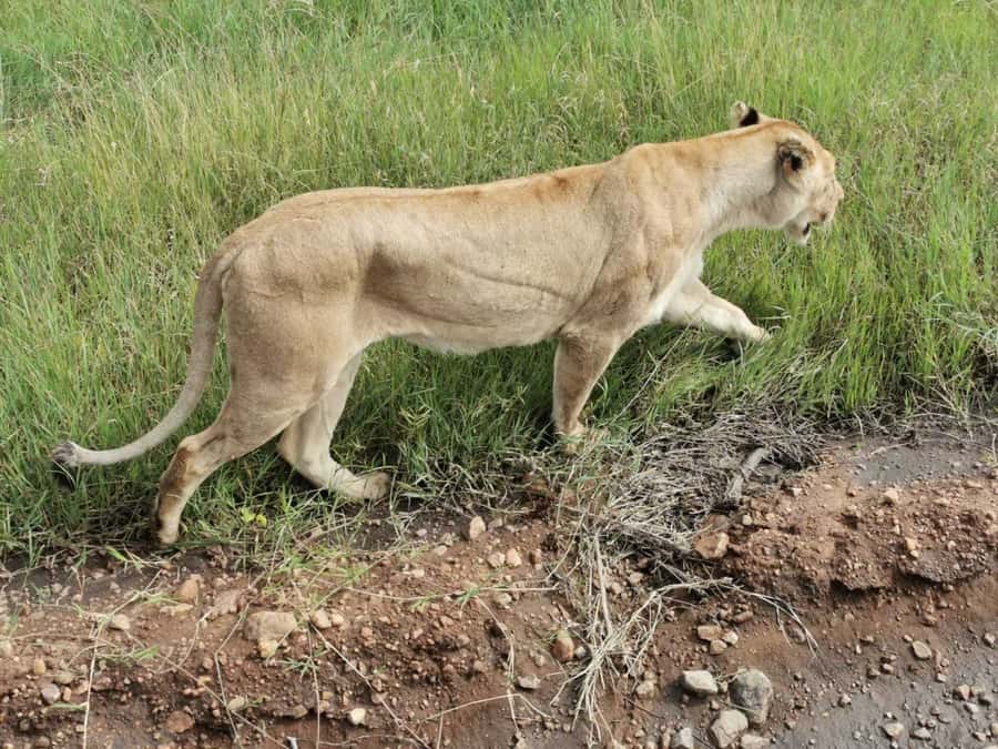 Dar el Salam: Full-Day Mikumi National Park Tour - What the guide and audio guide add to your spotting skills
