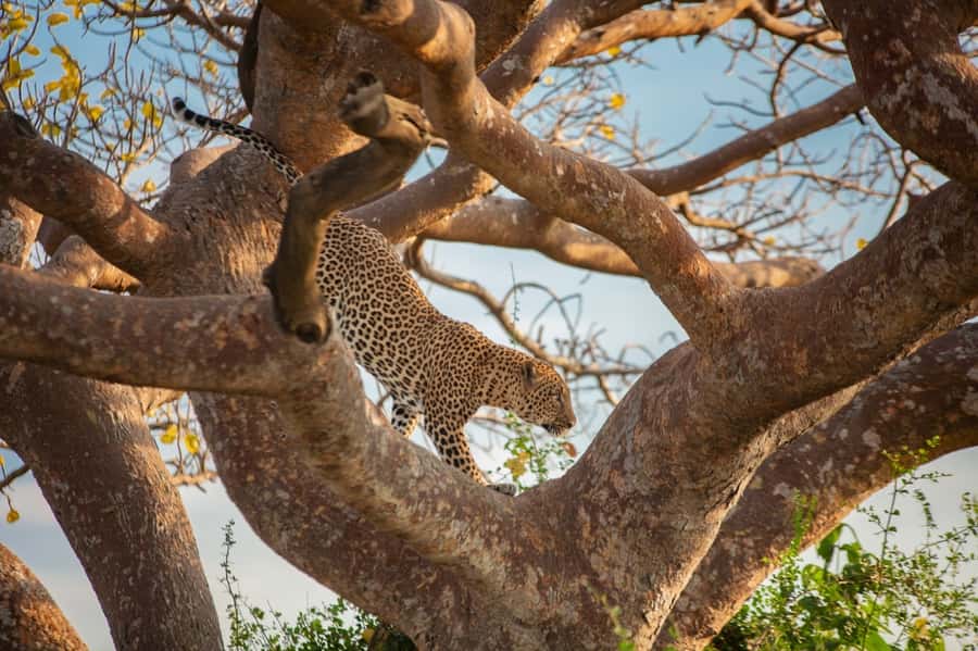 Dar el Salam: Full-Day Mikumi National Park Tour - Lunch time: fueling your afternoon without killing the momentum