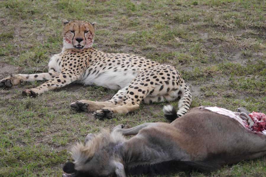 Dar el Salam: Full-Day Mikumi National Park Tour - Packing rules and small details that stop big annoyances