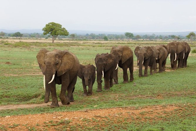 Dar Es Salaam: Day Trip Safari to Mikumi National Park by Train - Key things to know before you go
