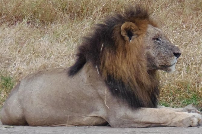 Dar Es Salaam: Day Trip Safari to Mikumi National Park by Train - Lunch inside Mikumi around 1pm: what’s included and how to use it well