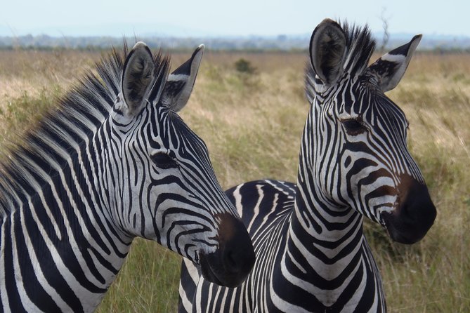 Dar Es Salaam: Day Trip Safari to Mikumi National Park by Train - Who this private Mikumi day trip is best for