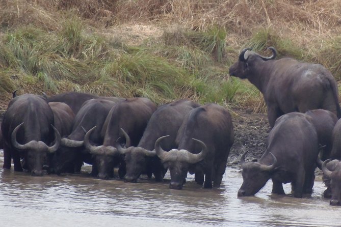 Dar Es Salaam: Day Trip Safari to Mikumi National Park by Train - Price and value: what $300 per person covers (and what it does not)