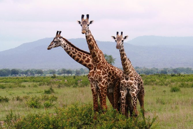 Dar Es Salaam: Day Trip Safari to Mikumi National Park by Train - The first game drive: morning wildlife near mountains and open plains