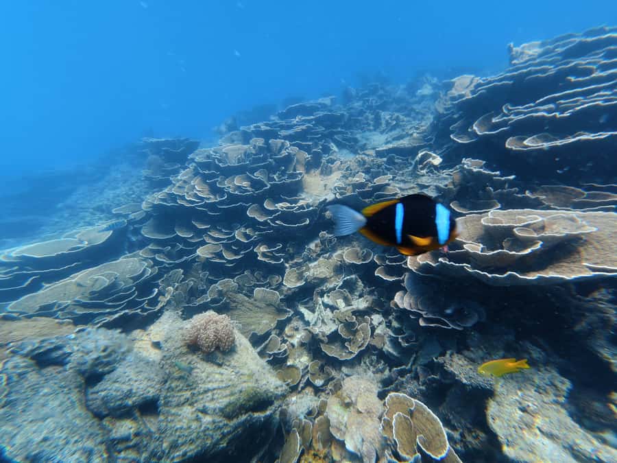 DAR ES SALAAM: MBUDYA ISLAND SNORKELING TOUR & BEACH VIBES - What you might see underwater, and how to enjoy it calmly