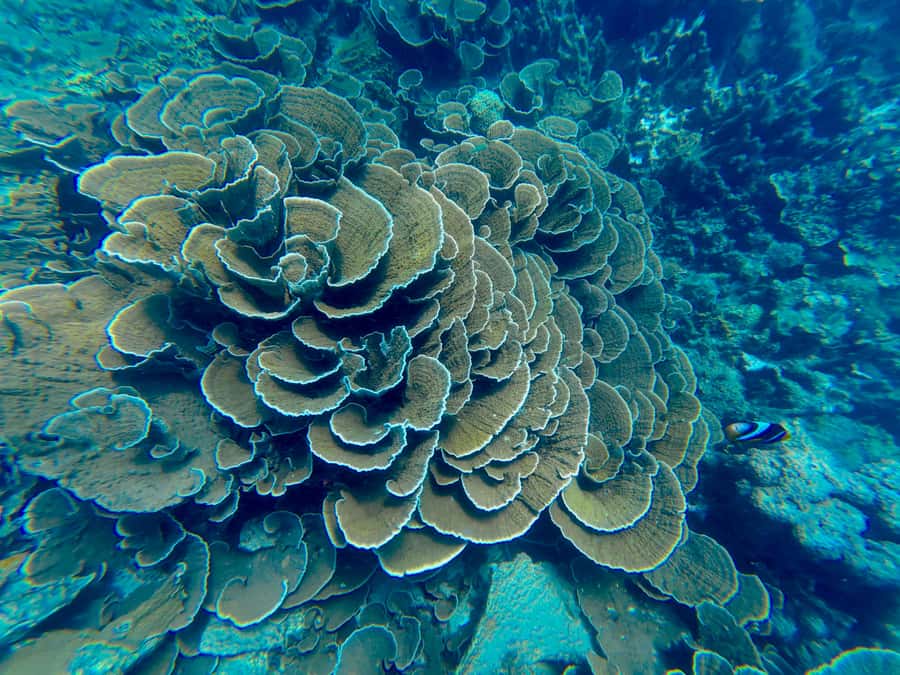 DAR ES SALAAM: MBUDYA ISLAND SNORKELING TOUR & BEACH VIBES - Lunch on the island: what’s included and what costs extra