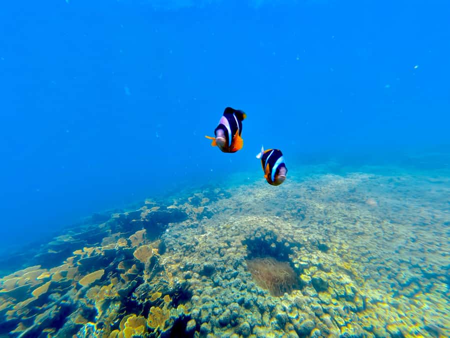 DAR ES SALAAM: MBUDYA ISLAND SNORKELING TOUR & BEACH VIBES - Tips to make your day smoother (and more fun)