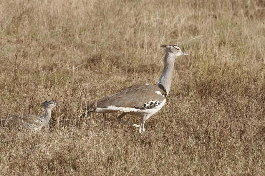 Dar es Salaam: Mikumi National Park Day Trip with Lunch - The private transfer to the park, and why comfort matters