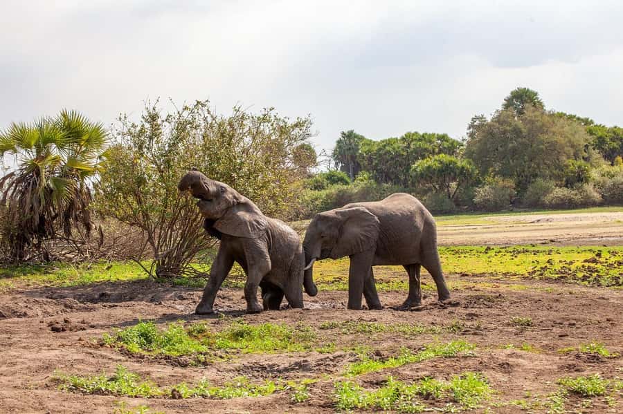 Dar es Salaam: Mikumi National Park Day Trip with Lunch - Wildlife viewing is the main event, but the guide is the secret sauce