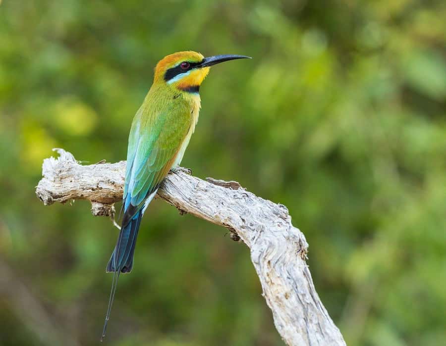 Dar es Salaam: Mikumi National Park Day Trip with Lunch - The return at 4:00 PM to Morogoro, then back by train
