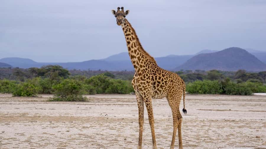 Dar es Salaam: Mikumi National Park Day Trip with Lunch - Price and value: $304 per person is not cheap, so what are you really paying for?