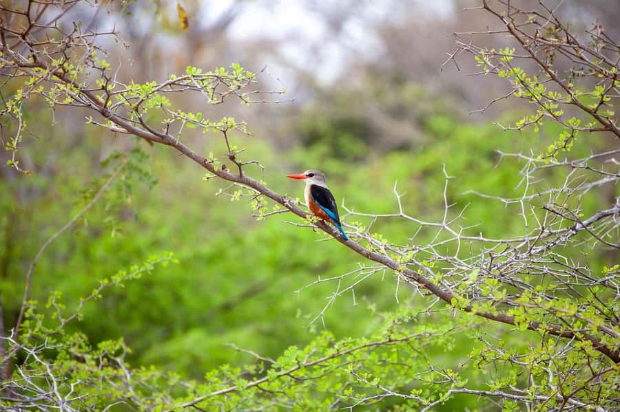 Dar es Salaam: Mikumi National Park Day Trip with Lunch - Who this tour fits best, and who should think twice