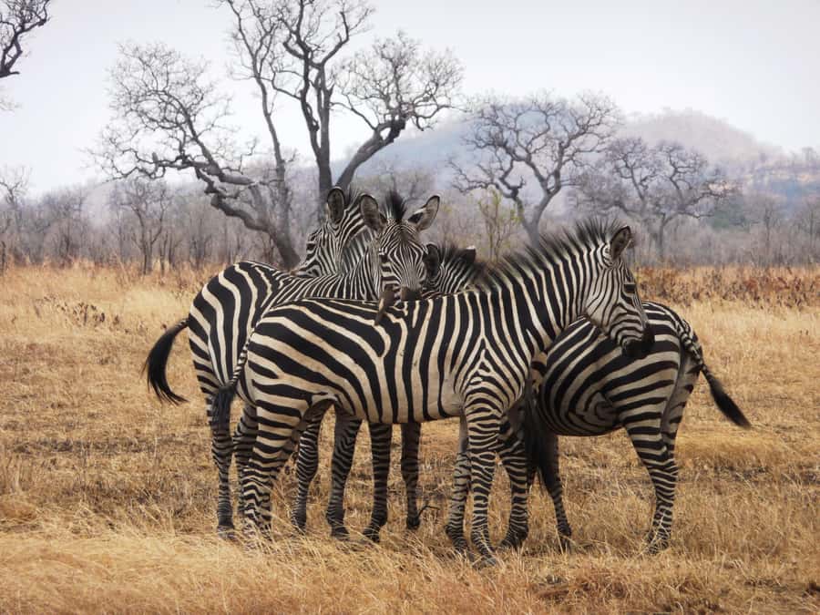 Dar es Salaam: Mikumi National Park Day Trip with Train Ride - From Your Dar Hotel to the 6:00 AM Express Train