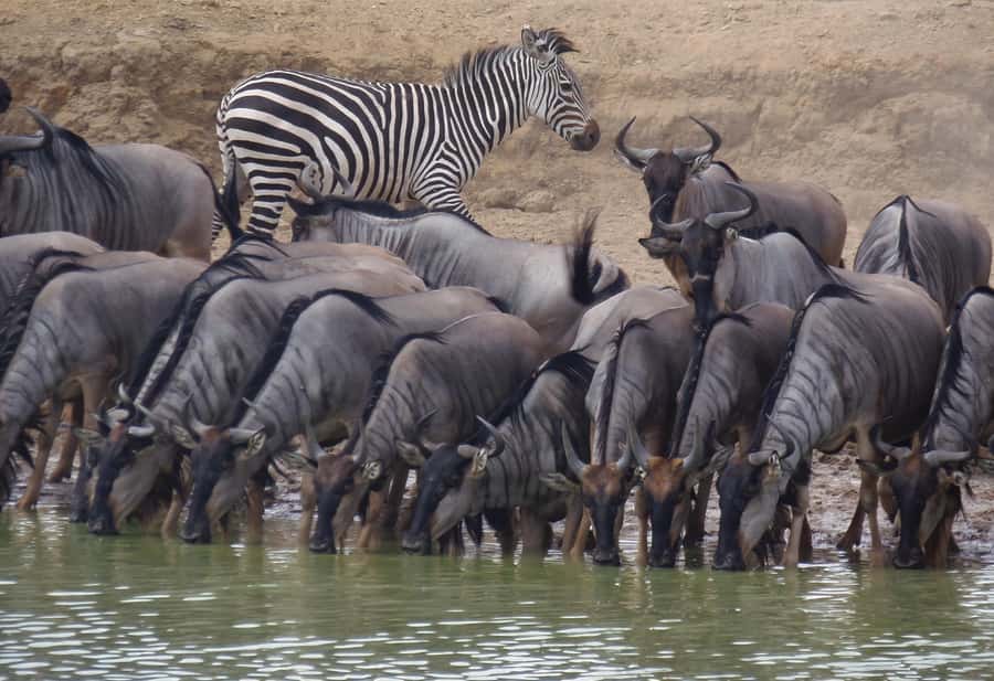 Dar es Salaam: Mikumi National Park Day Trip with Train Ride - Lunch Inside the Park: Food That Keeps You Watching