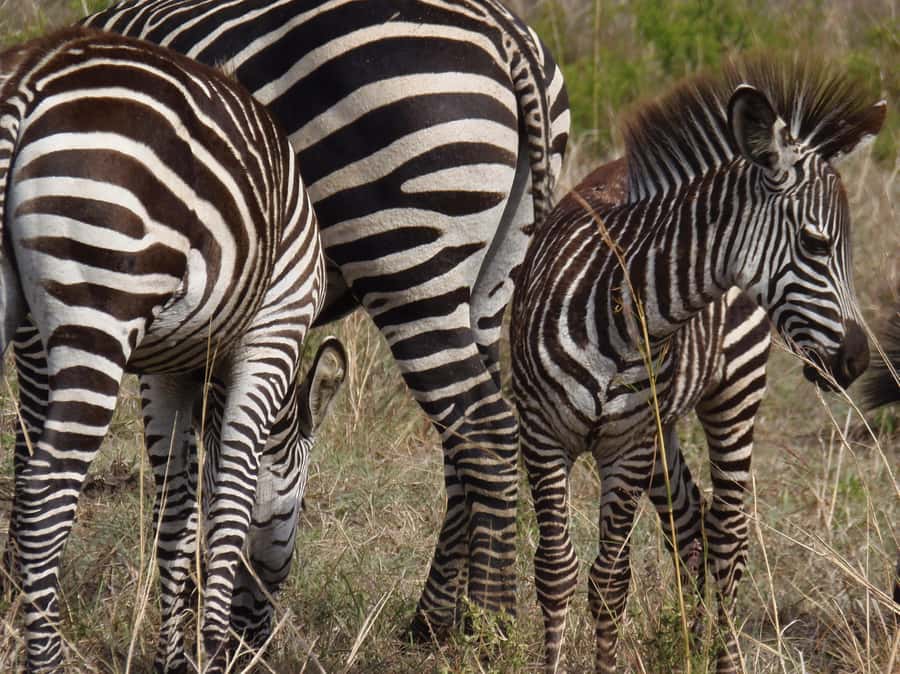 Dar es Salaam: Mikumi National Park Day Trip with Train Ride - Price and Value: Is $400 Per Person Fair?