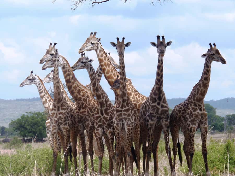 Dar es Salaam: Mikumi National Park Day Trip with Train Ride - Who This Safari Day Trip Suits Best