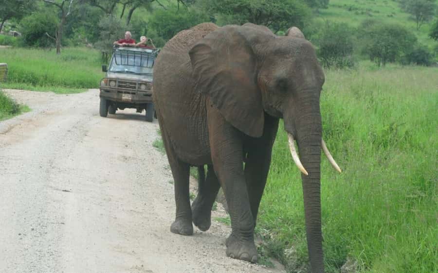 Dar Es Salaam: Overnight Safari at Mikumi National Park - Key points before you go