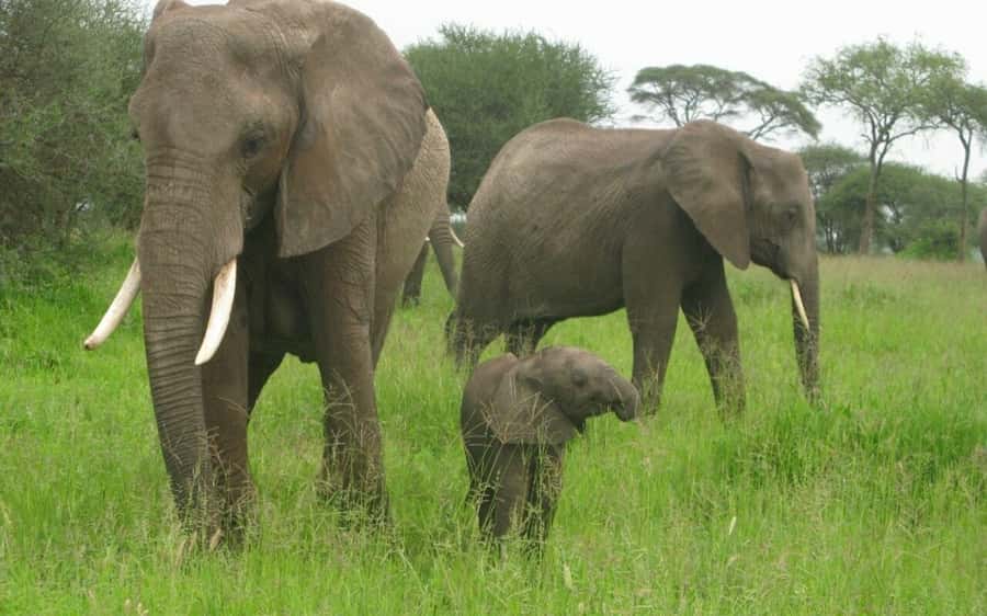 Dar Es Salaam: Overnight Safari at Mikumi National Park - Getting From Dar es Salaam to Mikumi: the long drive you should expect