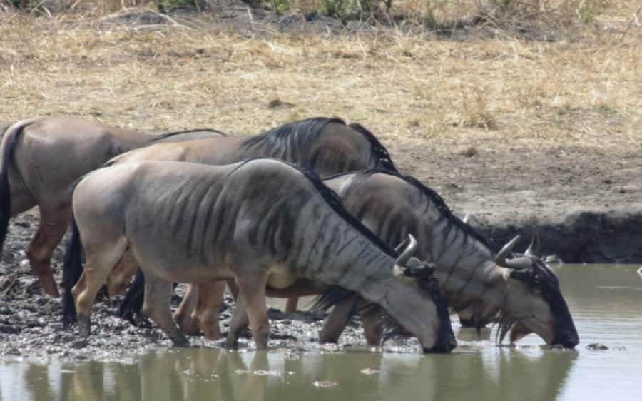 Dar Es Salaam: Overnight Safari at Mikumi National Park - Day 1: the afternoon game drive starts the clock