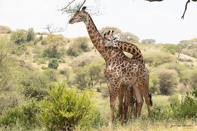 Day 1 Arusha – Lake Manyara National Park - Lake Manyara’s birdlife and lion lore, together in one day