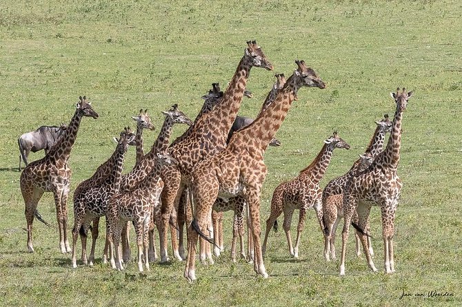 Day 1 Arusha – Lake Manyara National Park - Game drive time: how to think about wildlife spotting here