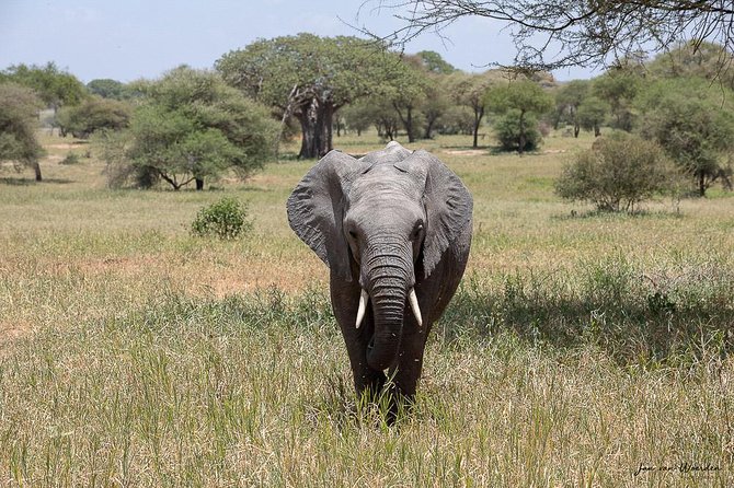 Day 1 Arusha – Lake Manyara National Park - Getting from Arusha to the park: pickup and a purpose-built 4x4