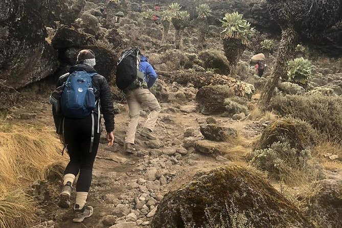 Day Hike to Mount Kilimanjaro (Mandara Hut) - Key things I’d count on before you go