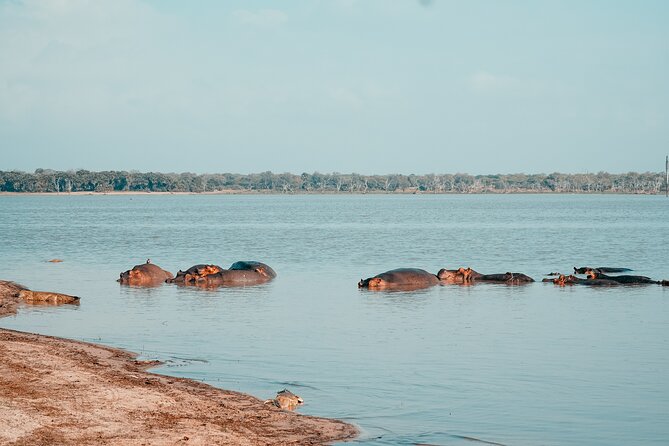Day Safari Tour Selous Game Reserve - Wildlife Odds in Nyerere: Elephants, Cats, Buffalo, and Hippos
