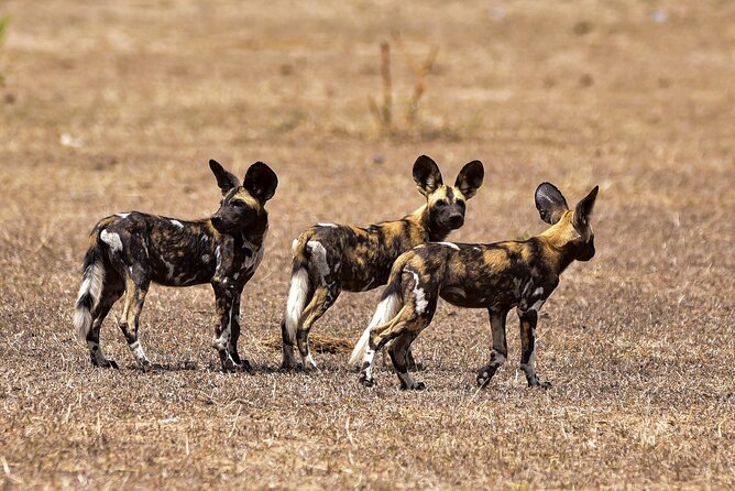 Day Safari Tour Selous Game Reserve - Price and Value: Is $600 Reasonable for One Day?
