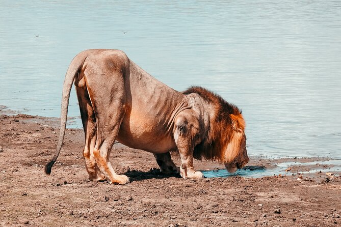 Day Safari Tour Selous Game Reserve - Timing, Group Size, and How to Keep the Day From Feeling Rushed