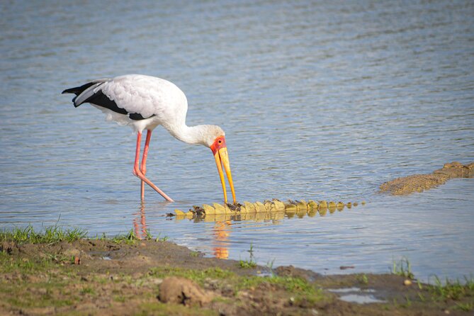 Day Safari Tour Selous Game Reserve - Who This Safari Suits Best (and Who Should Think Twice)