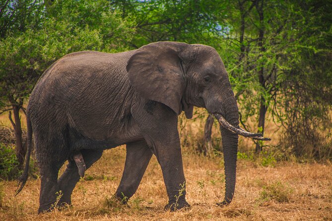 Day Safari Tour to Mikumi National Park - Flying From Zanzibar to Mikumi for a Proper Day Safari