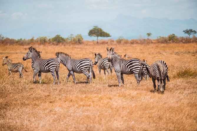Day Safari Tour to Mikumi National Park - Mikumi National Park: Plains for Wildlife, Mountains for Drama