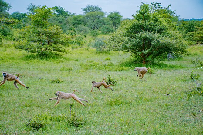 Day Safari Tour to Mikumi National Park - Guide Matters, and the Reviews Name It Clearly