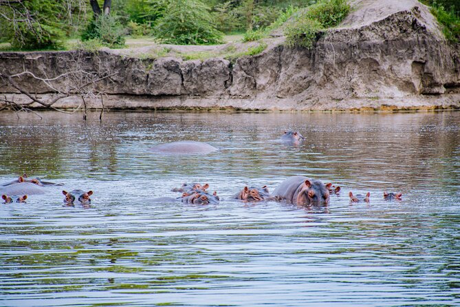 Day Safari Tour to Mikumi National Park - Who Should Book This Mikumi Day Safari (and Who Should Skip)
