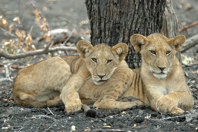 Day Safari tour to Selous Game Reserve from Zanzibar - Quick Takeaways Before You Go