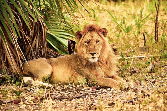 Day Safari tour to Selous Game Reserve from Zanzibar - Selous Game Reserve in One Day, and Why Elephants Are the Big Story