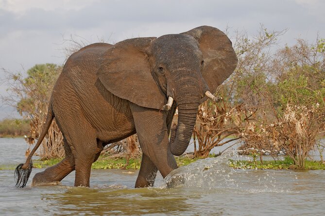Day Safari tour to Selous Game Reserve from Zanzibar - The Heart of the Day: An Extended Game Drive in Selous
