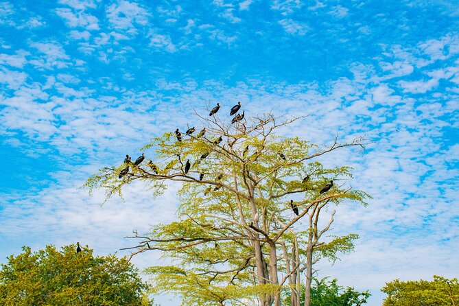Day Safari tour to Selous Game Reserve from Zanzibar - How to Handle Heat and Dust Without Ruining the Day