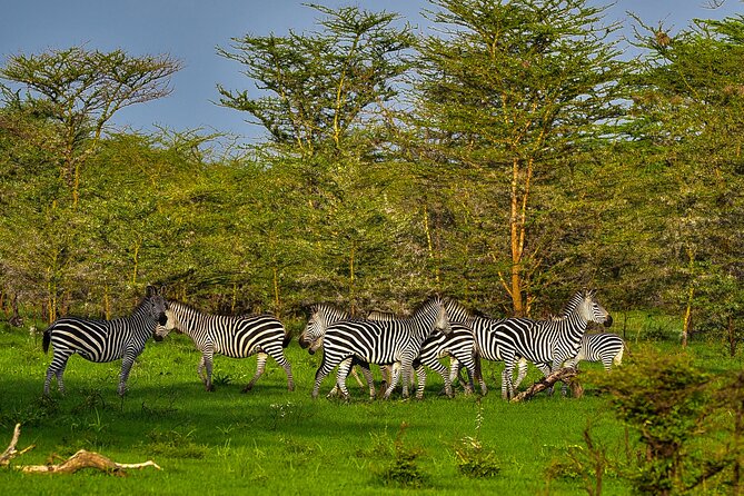 Day Safari tour to Selous Game Reserve from Zanzibar - Your Guide and Driver: How Small Groups Change Everything